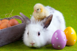 lapin-et-poussin